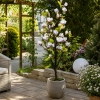 DRZEWKO MAGNOLII W DONICZCE 150CM